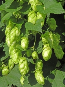 hopfen