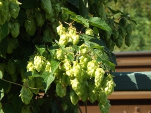 aromahopfen craft beer